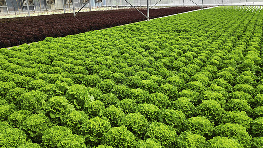 温室花园中的有机水栽培新鲜绿色蔬菜背景图片