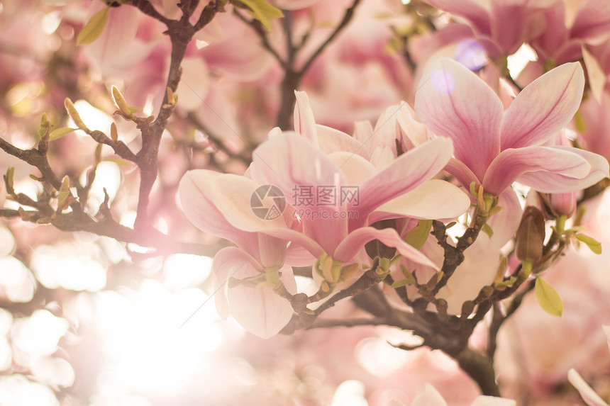 美丽的木兰花在公园春天阳光图片