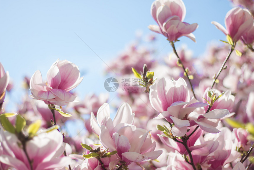 花朵在春蓝天空中开花图片