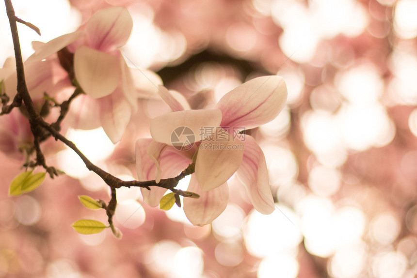 美丽的木兰花在公园春天图片