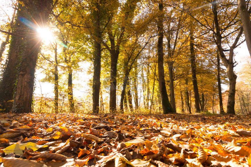 秋天美丽的公园阳光明媚的一天地板上有多彩的叶子图片