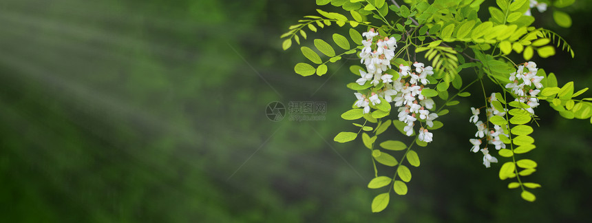 阿卡西亚树的花朵在春天开有绿色背景的阿卡西亚花枝图片