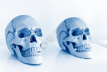 科学室用于研究的人类头骨学生或医头骨的研究和实验也是恐怖和万圣节概念的象征背景图片