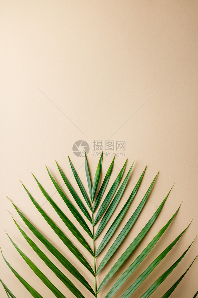 热带棕榈树叶颜色背景夏季概念平面顶视图复制空间图片