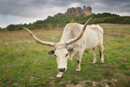 大角白公牛自然动物图片