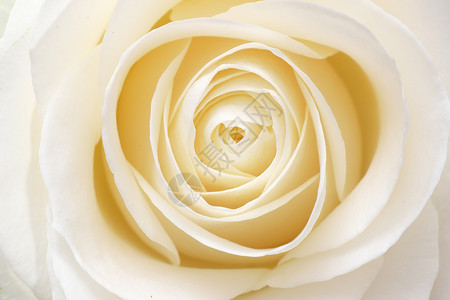 美丽柔软的白玫瑰紧地贴近宏观自然构成图片