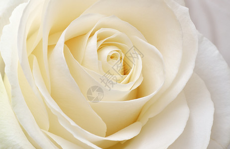 美丽柔软的白玫瑰紧地贴近宏观自然构成背景图片