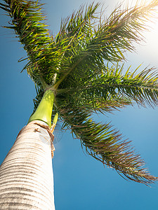 树与风素材从高棕榈地上看长叶在大风下与蓝天和太阳相对从高棕榈地上看与蓝天和太阳相对背景