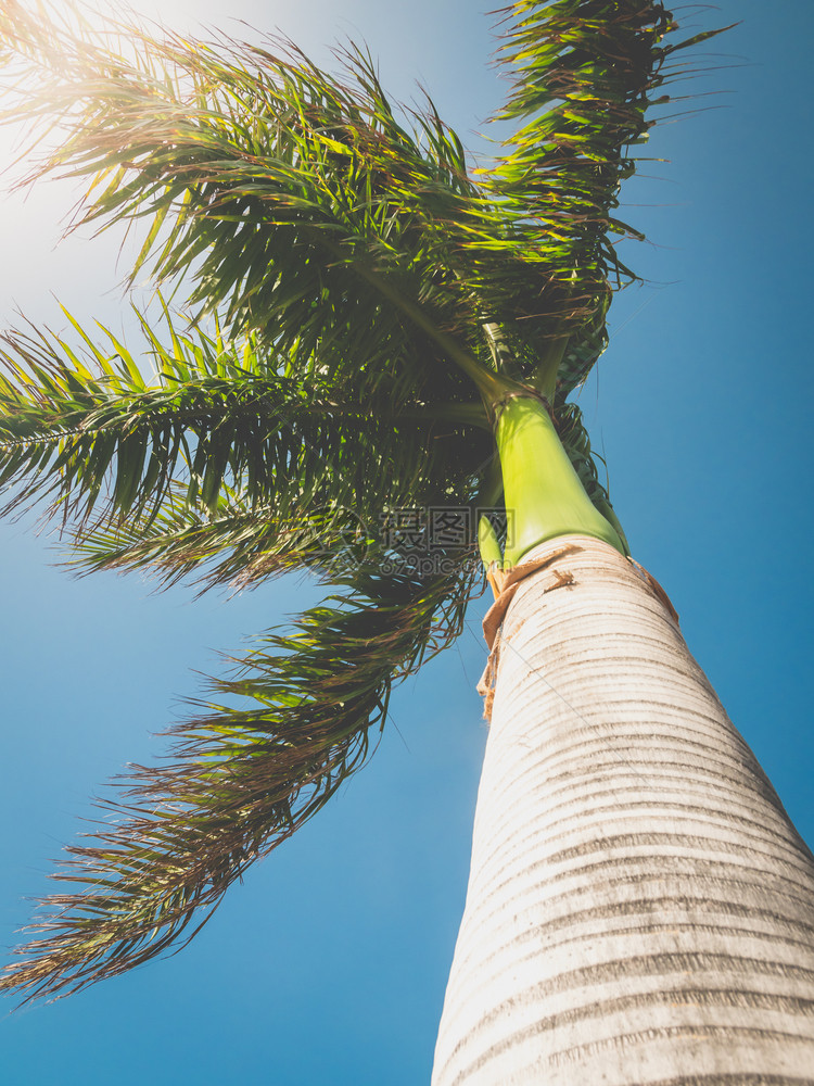 高热带棕榈树与蓝天和明日相对照高热带棕榈树与蓝天和明日对照图片