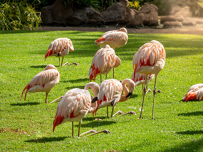 烈鸟游泳圈粉红烈鸟在公园新鲜绿草坪上群鸟的美丽照片粉红烈鸟在公园新鲜绿草坪上群鸟的美丽图像背景