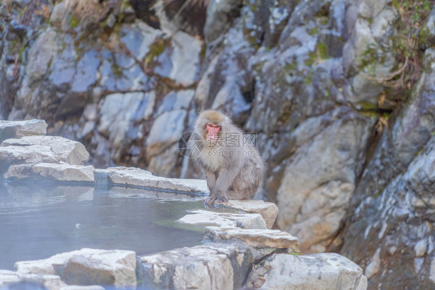 日本雪猴或麦加克Macaque在日本长野Shimotakai区Jigokudani猴子公园图片