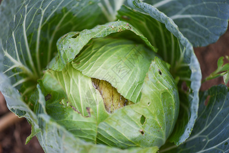 腐烂和被昆虫害有机蔬菜种植和农业非有毒食品概念图片