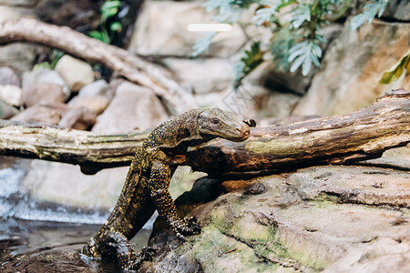 翡翠蜥蜴巴布亚监测员蜥蜴从保护区的水中爬出背景
