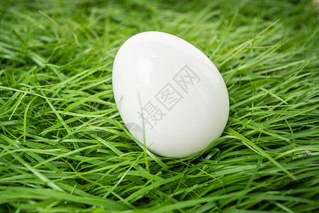 鹅蛋在绿草中图片