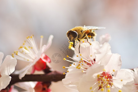 白春树杏花上的蜜蜂宏观自然成分图片