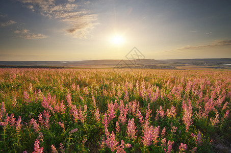日落时有大草地的仙子花大自然的构成背景图片