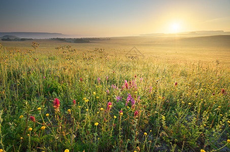 草原上的清晨花朵竞相开放图片