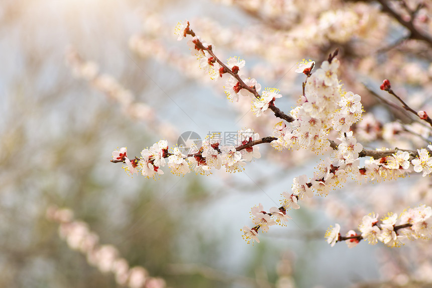 杏树的春花自然构成图片