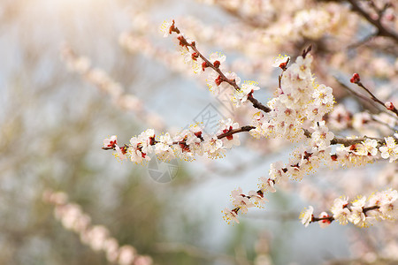 杏树的春花自然构成背景图片