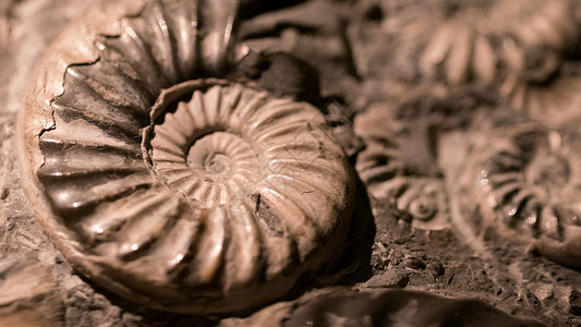 化石鹦鹉螺用于燃料能源的化石和阿蒙背景