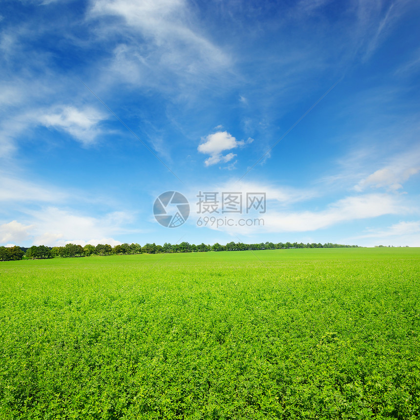 新的春花地和蓝天空图片