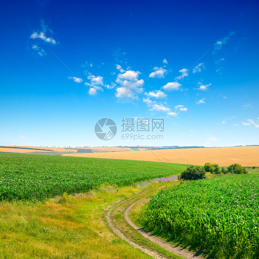 跨越玉米田和乡村道路的蓝天图片