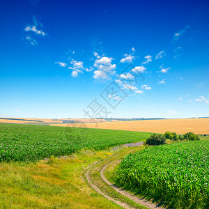 跨越玉米田和乡村道路的蓝天图片