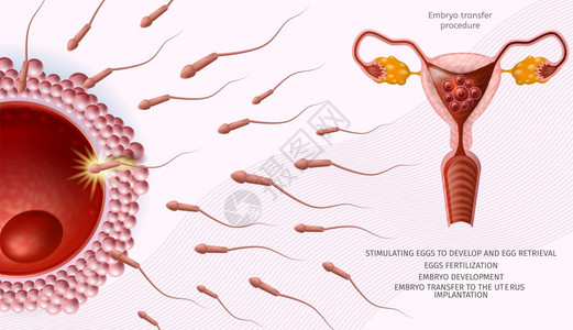 Embryo转移程序医疗银行女生育率殖人类蛋周围微小孔细胞Uterus的近距离观察矢量现实说明复制空间插画