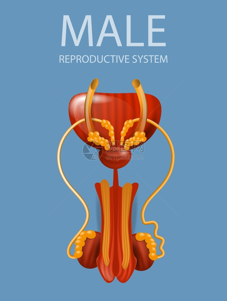 男性生殖系统插画图片