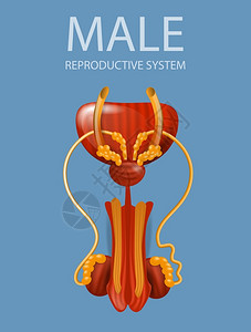 男性生殖系统插画背景图片