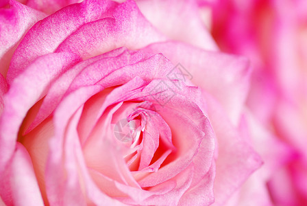 一朵粉红玫瑰的缝合图片