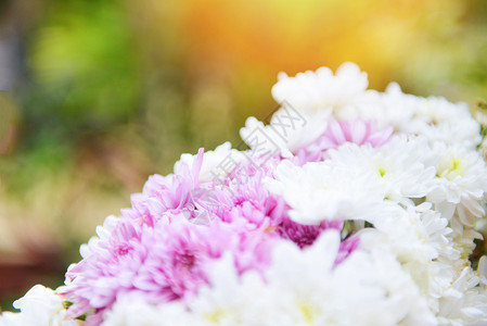 Bunch花朵美丽的粉红和白色菊花明亮的自然背景菊花装饰图片