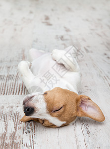 瑞狗迎春狗坐在地板上杰克罗塞尔泰瑞小可爱的狗有趣毛皮污渍背景