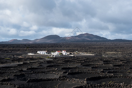 兰萨罗特的一个葡萄园生长在火山土壤上图片