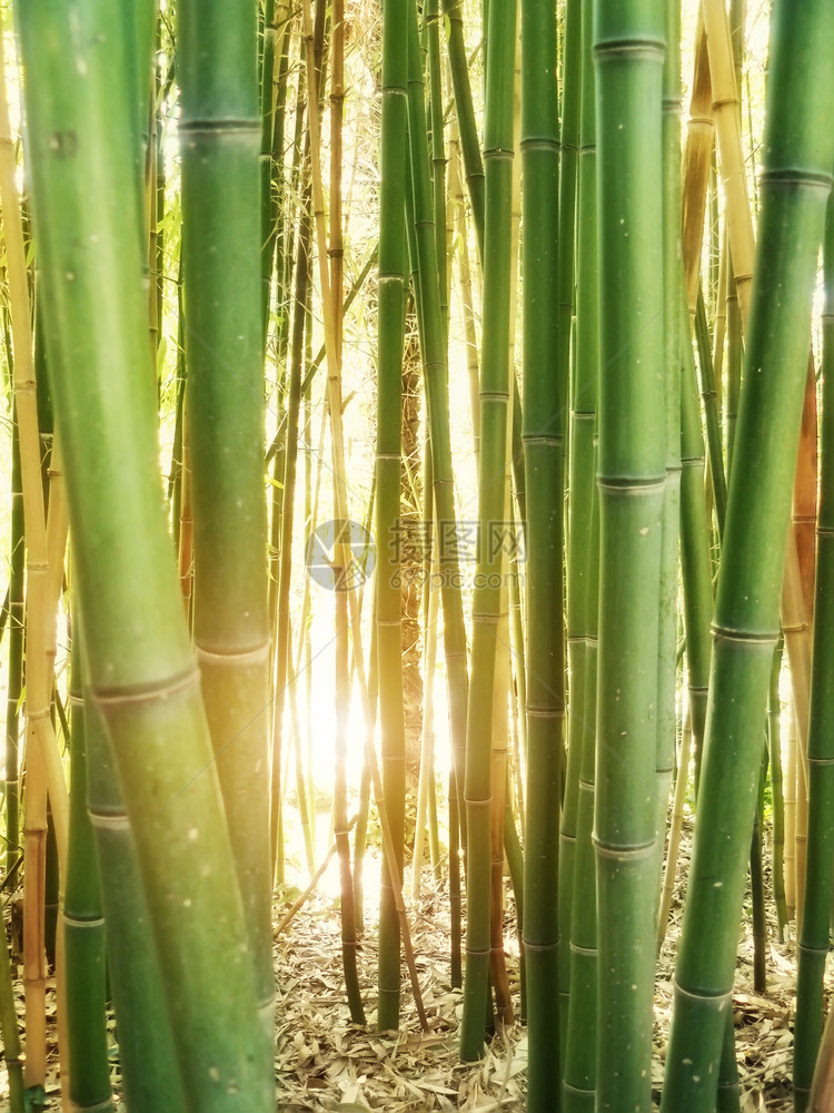 竹子背景和阳光自然构成图片