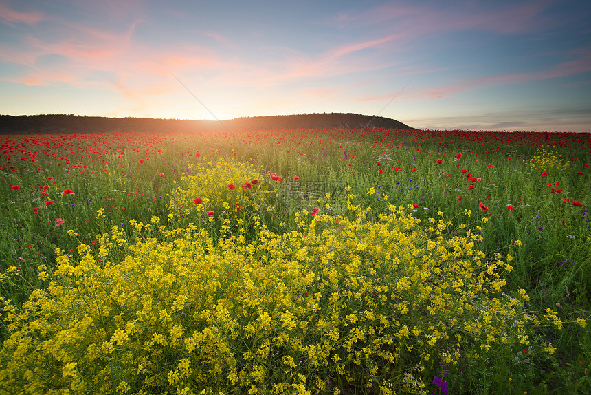 日落时春花在草原上美丽的风景图片