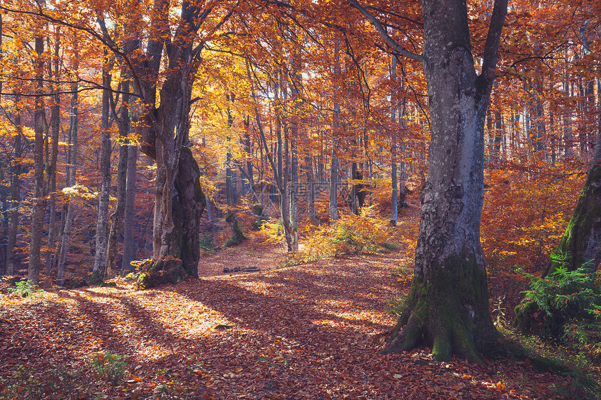 秋天的森林自然早晨在丰富多彩的森林中充满活力阳光照耀着树木的枝叶阳光照耀着大自然的风光图片