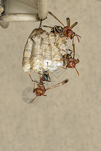 维斯普拉共同文件WaspRopalidiafasciaata和关于自然背景的黄蜂巢图像背景