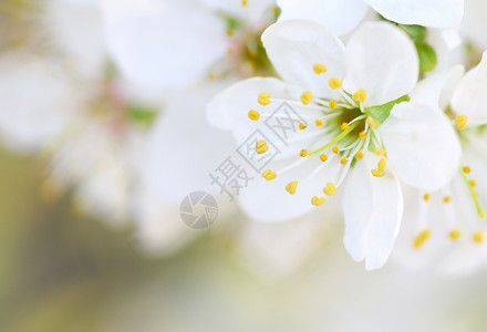 桃叶渡树上的春花大自然构成背景