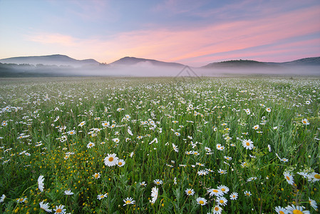 雾的清晨黛西草地大自然的构成高清图片
