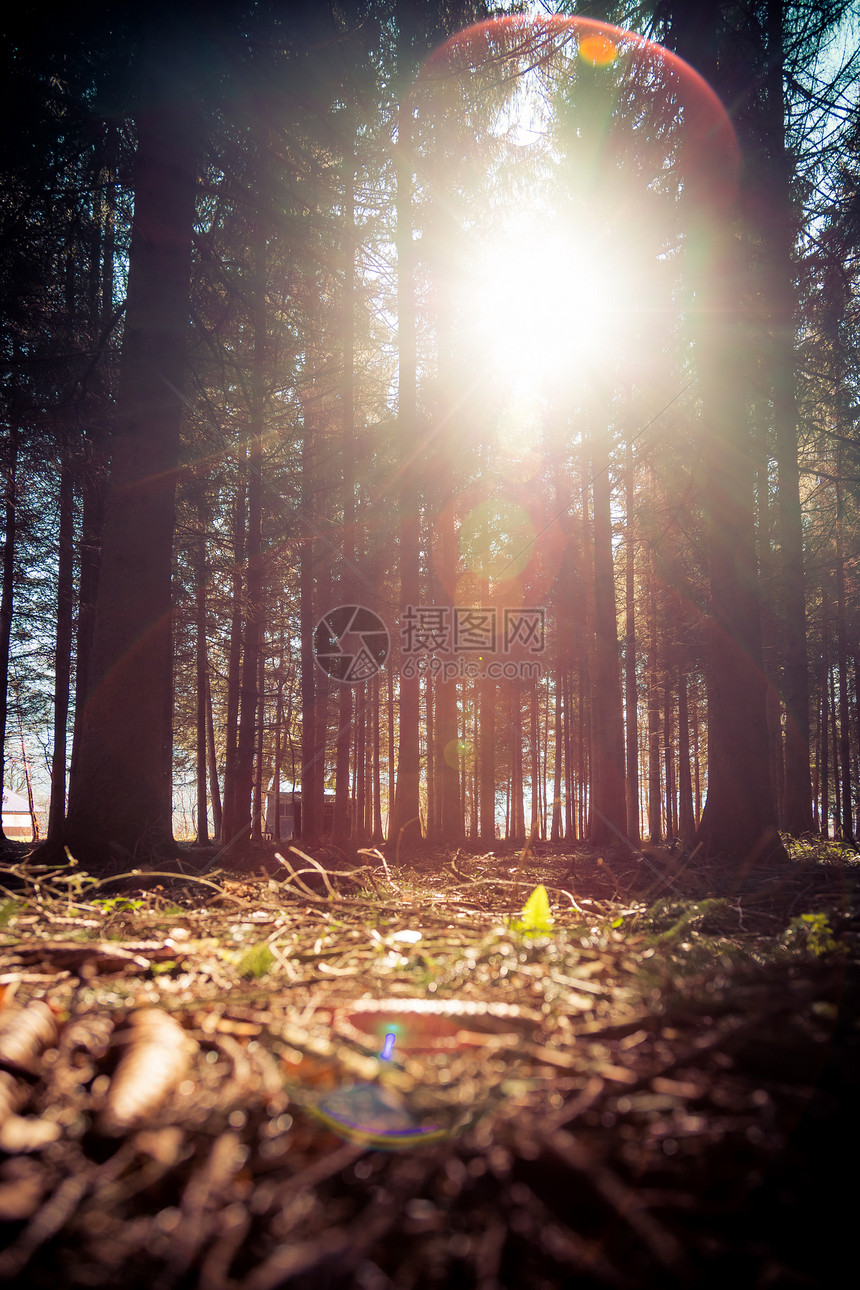 林地春日树干和光芒中有魔法的日落和太阳光束图片
