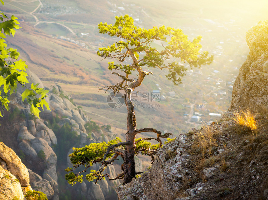 孤单的松树在阳光下岩石上树在图片