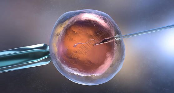 人工受精或体外3D说明人工受精或体外图片