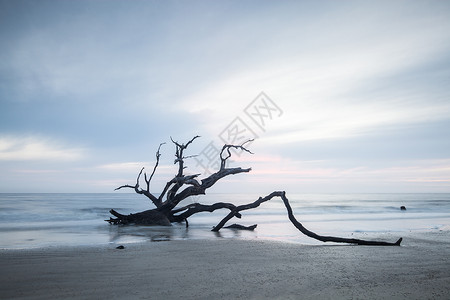 浮木树格鲁吉亚Jekyll岛大西洋的Driftwood海滩的晨光和波浪背景