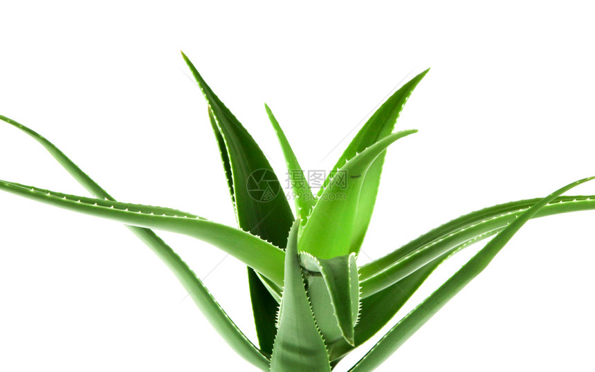 Aloevera是白底皮植物的一种稀释为农业和药用途而种植图片