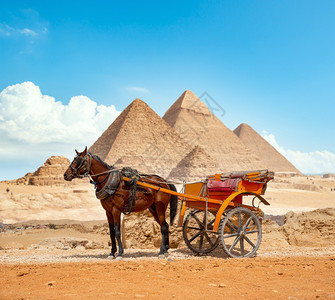 吉萨金字塔背景的马图片