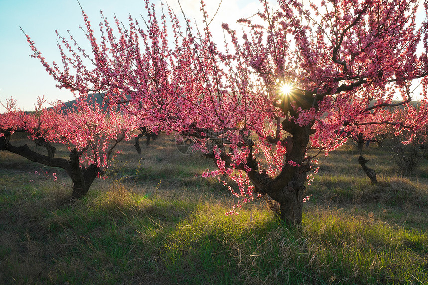 桃子花园的春天开阔树木和蓝天图片