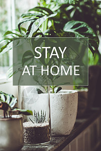 方窗ps素材窗口上加肥的绿色植物留在家中的社交媒体运动以预防冠状背景