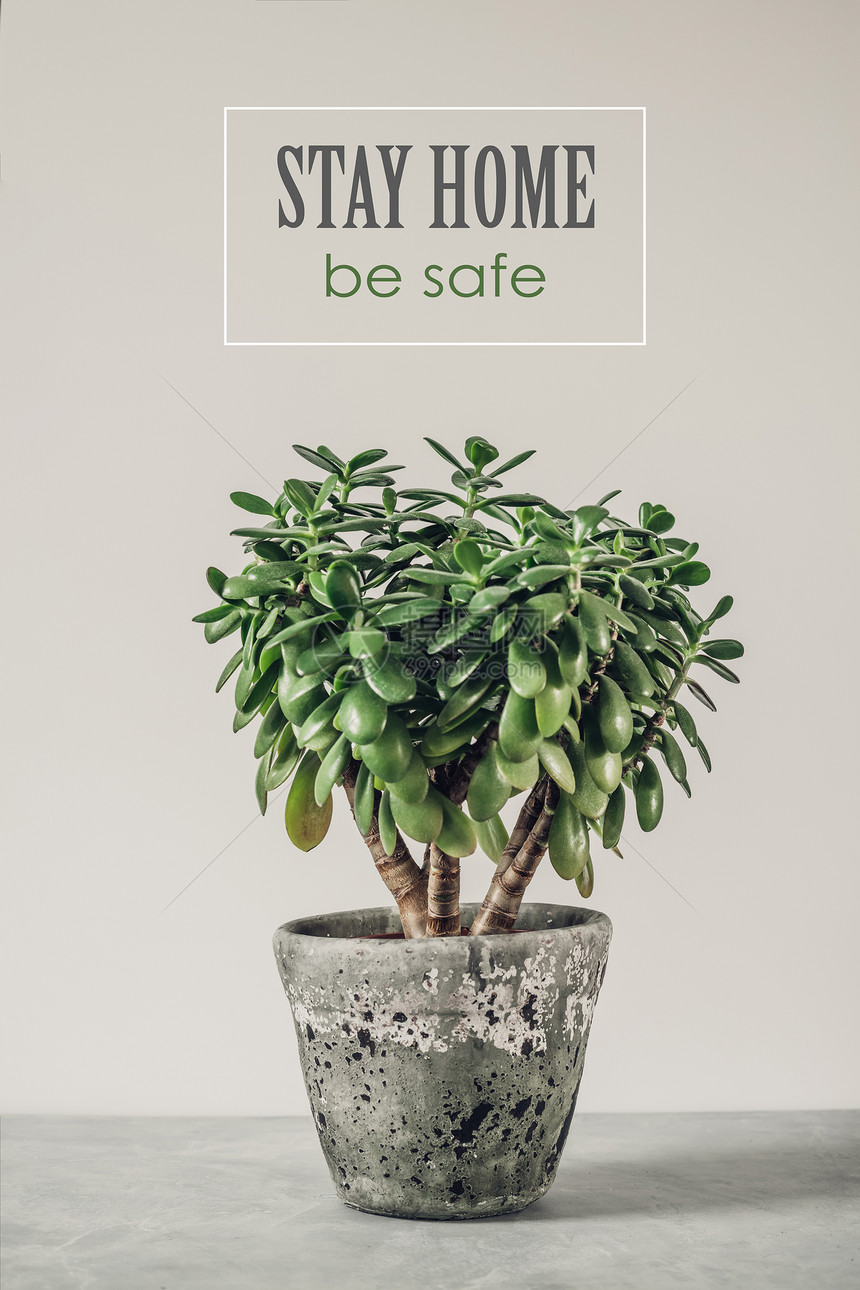 白墙对面的Crassulaovatajade植物金钱树作为防止爆发的预防措施在家里进行自我隔离的概念图片