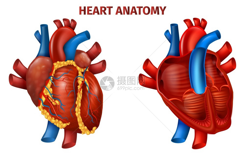 现实人类心脏解剖的矢量说明医疗海报外心血管器官科载于循环血管系统样板的矢量平设计卡通健康身体概念人心脏解剖图图片